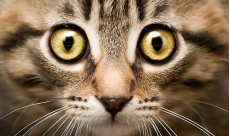 Кошачьи глаза