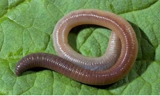 Дождевой червь