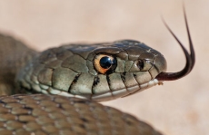 Змея высовывает язык