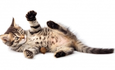 Котенок играется